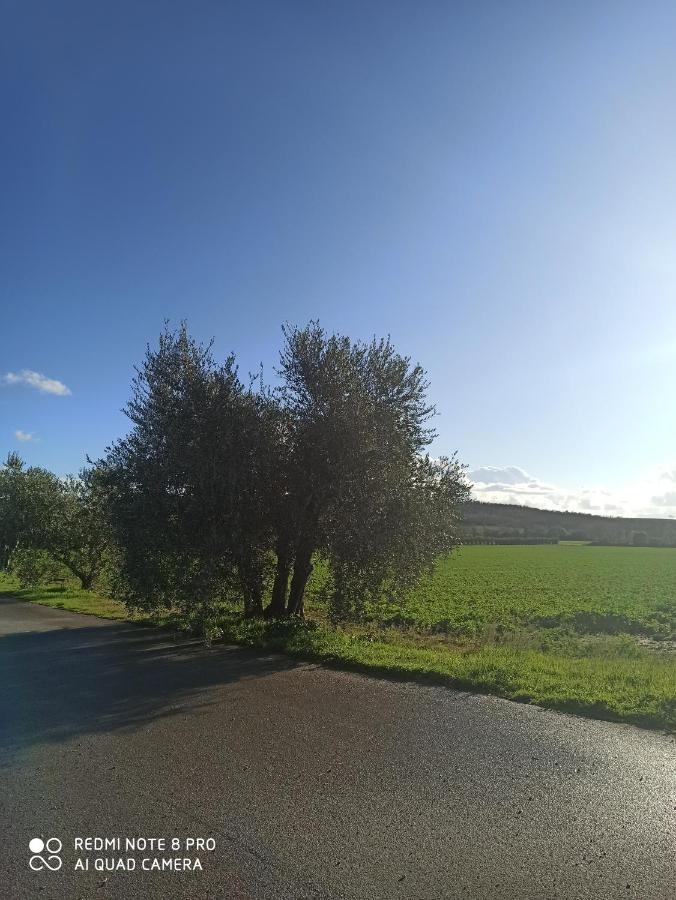 Agriturismo Oasi Del Pianettino Campagnatico 外观 照片